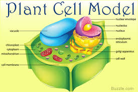 Endoplasmic reticulum, with and without ribosomes attached; Cell Quiz Plant Cells Science Quiz Quizizz