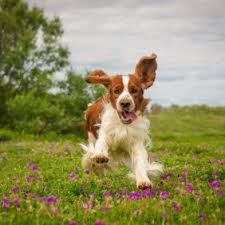 Уэльский спригер спаниель является старинной охотничьей породой собак великобритании. Velsh Springer Spaniel Foto Cena Shenkov Opisanie Porody