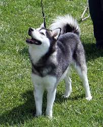 Alaskan Klee Kai Alaskan Klee Kai Dog Breeds Dog Breed Quiz