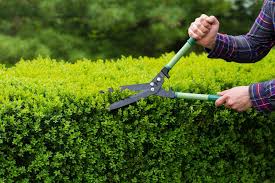 Hopefully, this list of low maintenance shrubs can give you an idea on which shrub can grow best in your garden or lawn. Low Maintenance Shrubs For Landscaping Low Maintenance Shrubs