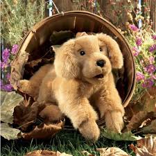 The basics for training your golden retriever are very simple and fun for both you and your fur baby or anyone who needs help training your golden retriever. Folkmanis Handpuppe Golden Retriever Baby Folkmanis Shop Handpuppen Fingerpuppen Von Folkmanis