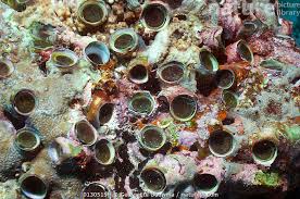 Image result for Macrotyloma rupestre × densiflo