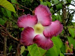 Pin On Flowers Of Ecuador