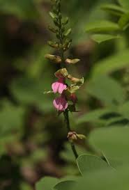 Image result for Indigofera schimperi