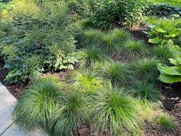 Image result for Carex tricholepis