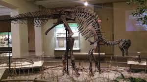 A young researcher dreams of putting together a whole dinosaur skeleton in pieces. Corythosaurus Wikipedia