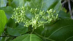 Image result for Premna velutina