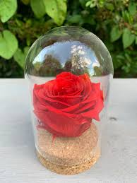 Lifelong preserved flower from beaty and the beast fairy tale. Forever Roses Pure Glass Dome