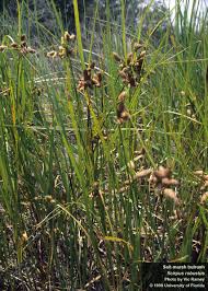 Image result for Schoenoplectus scirpoides