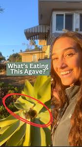 Who (or What) Chewed Through This Agave?!Garden Mystery of Chewed-Out  Stems🌵