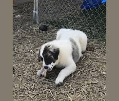 But is this dog the right choice for your family and lifestyle? Anatolian Shepherd Great Pyrenees Mix