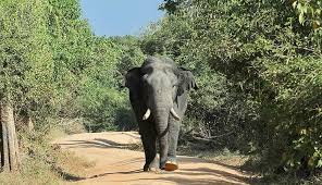We did not find results for: How Much Does An Elephant Weigh Species Life Stages Gender Differences Weight Of Stuff