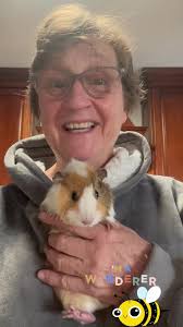 #Bumblebee update. No signs of pregnancy yet. Likely to go up for adoption  soon. #guineapig #guineapigcage #abyssinianguineapig #adoptaguineapig #cavy  #foryourpage #foryou #cavylover #iloveguineapigs ...