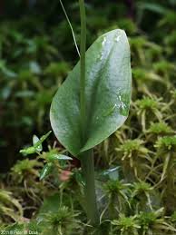 Image result for Malaxis