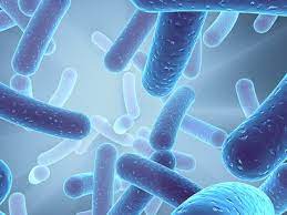 Legionella pneumonia tends to be more prevalent among immunocompromised patients. Legionella Pneumophila Vircell