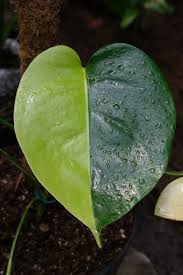 Monstera Aurea Yellow Variegated Monstera Marmorata In 2021 Alocasia Plant Rare Plants Monstera