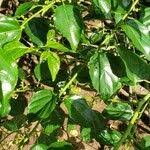 Image result for Colubrina asiatica