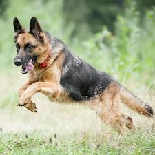 If heard of a gsd that had a litter size of 2. German Shepherd Pdsa