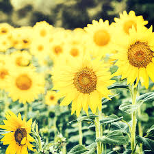 Phyllis Gale Hoggle, d. July 19, 2016