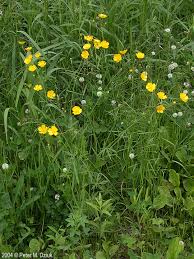 Image result for Ranunculus acris