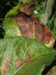 Or lobed, also called wavy. Brown Spots And Curling Brown Leaves On Apple Trees What S Wrong With Them Apples Forum At Permies