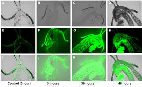 Submitted 4 months ago by electronic_person. D Citri Guts Under Transmitted Light And Fluorescence Microscopy After Download Scientific Diagram
