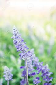 We did not find results for: Lavender Beautiful Purple Flowers Job And Useful To Smell Fresh Stock Photo Picture And Royalty Free Image Image 81452779