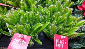 It is not grown in north america, which is. Halifax Seed Company On Twitter Got A Sunny Bright Window Try Growing Dragon Fruit A Cactus With Prickle Free Stems You Ll Likely Never Harvest The Unique Fruits But It S Still An Attractive And