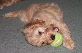 Teething Bite Inhibition British Cockapoo Society