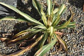 Image result for Beschorneria yuccoides