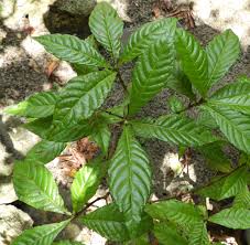 Image result for Psychotria