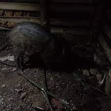 Babi di dekat rumah warga kerap dikaitkan dengan mitos pesugihan babi ngepet. Yvfvuujecstc M
