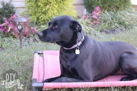 To make an elevated dog bed out of pvc pipe. Diy Dog Bed With Pvc Diy Danielle