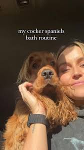 How to Cocker Spaniel Groom Style
