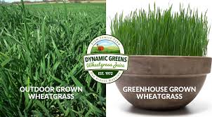 Get organic wheat grass powder as. Field Grown Wheatgrass Vs Greenhouse Grown Wheatgrass Dynamic Greens Wheatgrass Juice