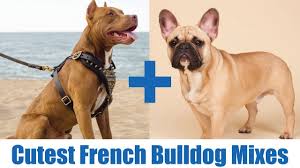The french bulldog and pitbull mix makes for a powerful pup! The Cutest French Bulldog Mixes Youtube