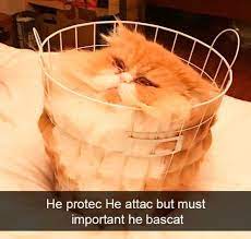 Find gifs with the latest and newest hashtags! Cats Are Weird That Is All 25 Funny Cats Photo Funnyfoto