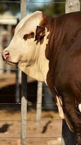 Black And White Cow Breeds Australia Pin De Jeremy Batezat Em Australian 3 Cattle Breeds Gado Animais Da Fazenda Animais