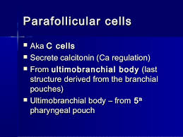 Primitive cortex a second wave of cells from the mesothelium penetrates the mesenchyme and surrounds the original acidophilic cell mass form the definitive cortex of the gland. Thyroid Embryology
