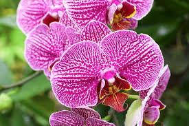 Visualizza altre idee su coltivare orchidee, cura orchidea, orchidea. Come Coltivare Le Orchidee In Casa Donnad