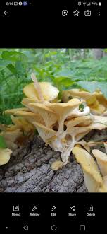 Come see us and these beautiful, wild foraged michigan mushrooms tod.ay! Are These Golden Oysters Identifying Mushrooms Wild Mushroom Hunting