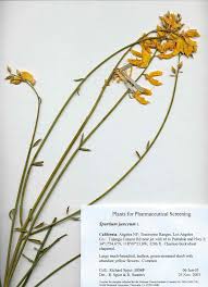 Image result for Spartium