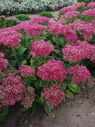 I naturen vokser den på tørre steder, som sydvendte skrænter. Sedum Spectabile Carmen Kinesisk Sankthansurt Farve Mork Rosa Lysforhold Sol Hojde 30 Cm Blomstring August Oktober Gartenparadies Garten Paradies