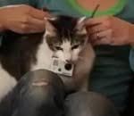 Comment Immobiliser Un Chat