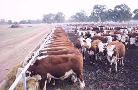 The Feedlot Where Our Cattle Are Fed Silage And Hay Everyday To Fatten Up And Sell Cattle Ranching Hereford Cattle Cow Calf