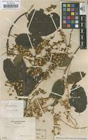 Image result for Gouania tiliifolia