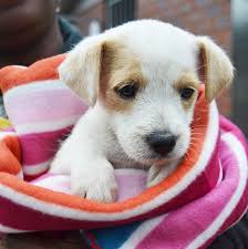 We have adoption events each weekend and some of these pets may be at those events on saturday and sunday. Puppies For Adoption Durban The Y Guide