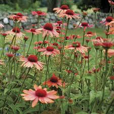 Harris seeds is a privately owned seed company with a long tradition of supplying the finest vegetable seeds, flower seeds, plants and supplies to growers and gardeners since 1879. Big Sky Sundown Coneflower Finegardening