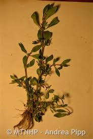 Image result for Bergia