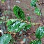 Image result for Aphloia theiformis